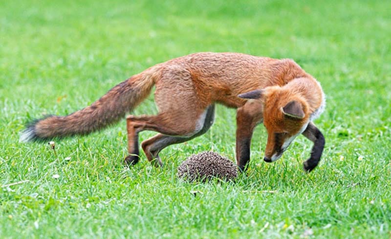 Pedagogy - Teaching to be like a fox, not a hedgehog